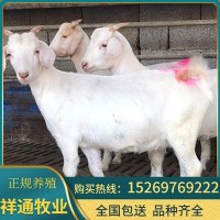 現貨供應美國白山羊 養羊基地銷售優質白山羊肉羊活羊羊羔