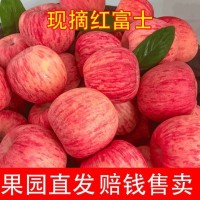 脆甜蘋果冰糖心紅富士蘋果10斤丑蘋果富士應季新鮮水果批發紅富士