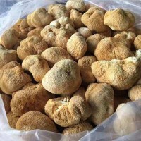 猴頭菇干貨廠家直供剪腳猴菇散裝批發(fā) 古田食用菌