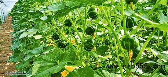 　▲&nbsp;時創(chuàng)科技金伯利農(nóng)場種植的南瓜