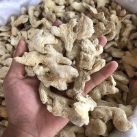 小黃姜 大福龍批發(fā)保質量 新貨 姜塊干姜/展銷會/江湖 /地攤