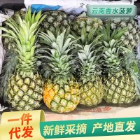 云南金鉆鳳梨當(dāng)季新鮮水果手撕鳳梨新鮮多汁無眼臺(tái)灣香水菠蘿代發(fā)