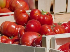 大棚種植西紅柿，如何管控病蟲害問題？
