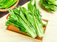 種植油麥菜的最佳時間！選對種植時間，油麥菜才能高產(chǎn)！