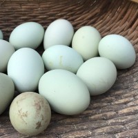嚴(yán)選40枚綠殼雞蛋新鮮烏雞土雞蛋農(nóng)家散養(yǎng)月子蛋寶寶蛋正宗柴草蛋