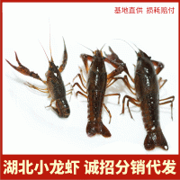 鮮活小龍蝦批發湖北稻田清水蝦夏季小龍蝦潛江小龍蝦現貨現發