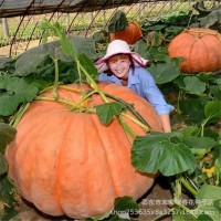 南瓜種子懶人南瓜種子新品觀賞庭院食用四季蔬菜種子大全
