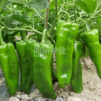 大果99-湘研老品種早熟、薄皮燈籠椒菜椒辣椒種子