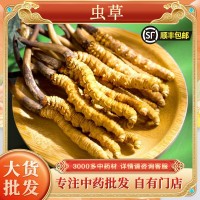 冬蟲夏草批發(fā)蟲草干貨藏區(qū)蟲草無(wú)斷條冬蟲夏草西藏挑選蟲草代發(fā)
