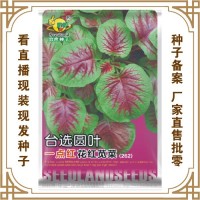 喜良種子廠家直售批零四季種植 臺選圓葉一點紅花紅莧菜（262）