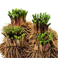 頭茬新根韭菜根苗紫色韭菜根四季韭菜種根盆栽韭菜根陽臺當年新根
