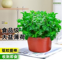 大盆薄荷可食用盆栽大苗驅蚊綠植迷迭香室內四季香草植物貓薄荷葉