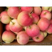 西部優質綠色農產品供應商-蘋果供應 10斤