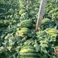 供應甜王西瓜 遼寧凌海西瓜代辦 甜王西瓜代辦代發 20000斤